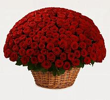 251 Премиум красная роза в Темиртау Премиум букет из: Розы в Темиртау